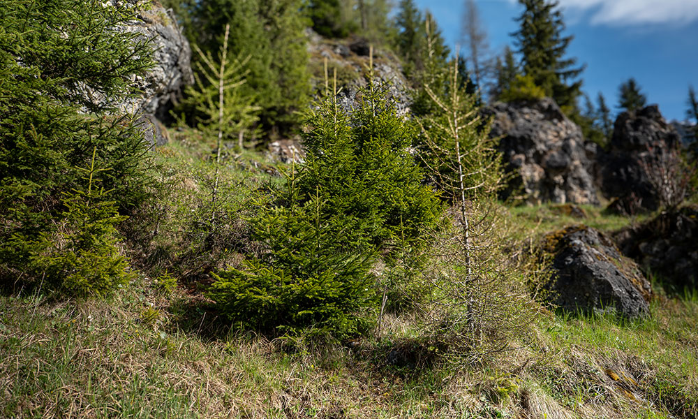 Rimboschimento: la rinascita verde del Sentiero del Respiro