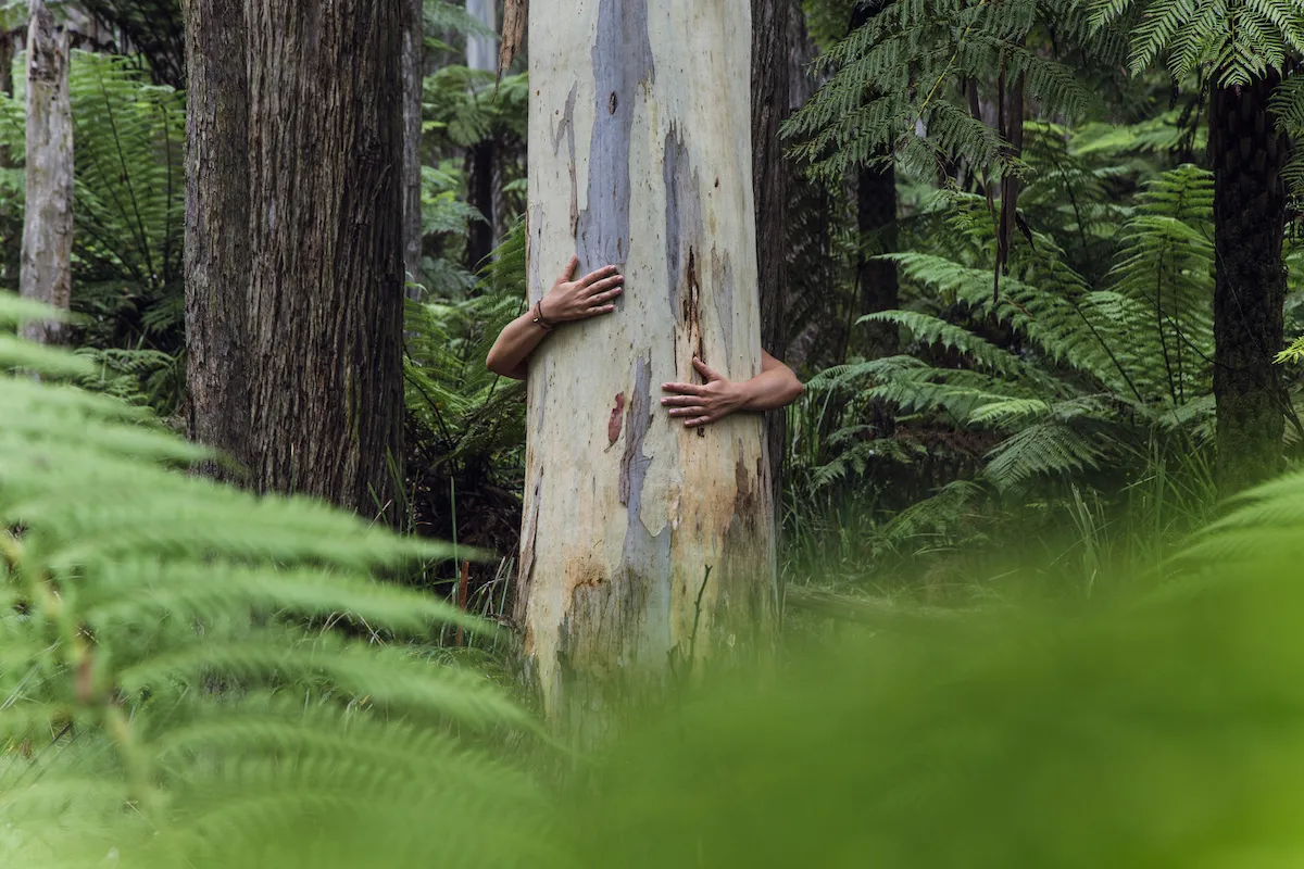 hug tree